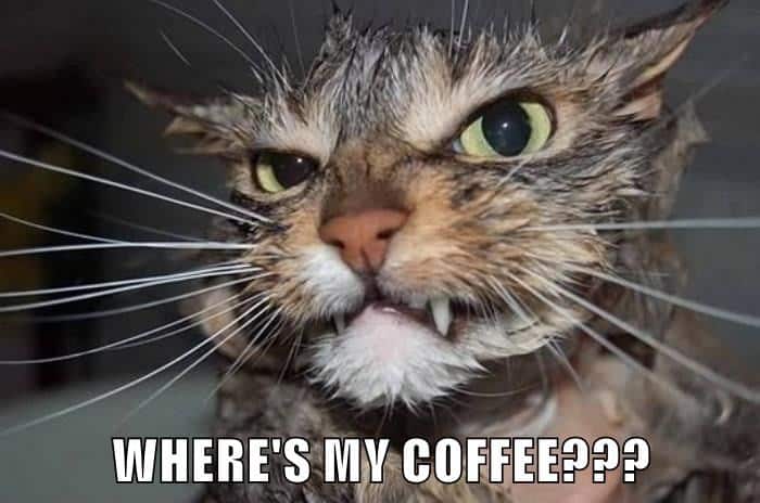 wheres my coffee angry cat